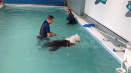 Old English Sheepdog Puppy - Swimming for the first time