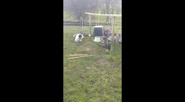 Banjo Vs Turkeys