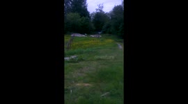Running Sheep