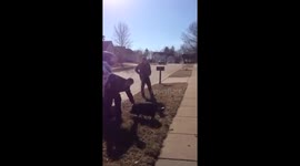 Police officers try to catch escaped pig in Missouri