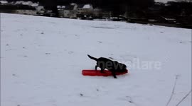 Dog enjoys sledging down a Scottish hillside!