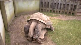 Giant tortoise has some fun