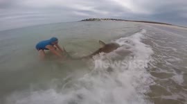 Huge shark caught off Australian beach