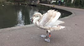 Preening swan