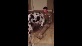 Great Dane welcomes soldier home from Afghanistan