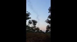 Thousands of bats fly in formation over Thai countryside