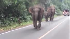 Elephants charge tourists' car in Thailand
