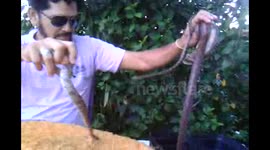 BIZARRO HOMEM COLOCA UMA COBRA VENENOSA NA BOCA.