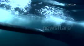 Ocean giants