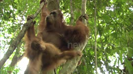 Adorable Orangutan Family