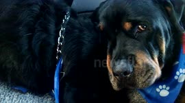 'Crying' Rottweiler grieves for dead brother