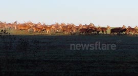 Jogger encounters huge herd of deer