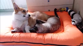 Patient corgi tolerates annoying cat
