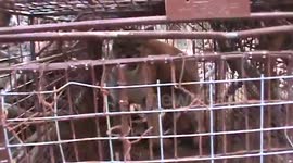 Man releases mountain lion from fox trap in South Dakota, US