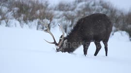 Beautiful Stags/Deer In Snow - N. Ireland - Jan 29th 2015 (video1)