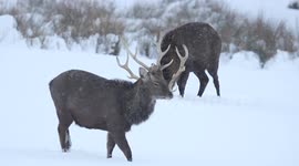 Beautiful Stags/Deer In Snow - N. Ireland - Jan 29th 2015 (video 2)
