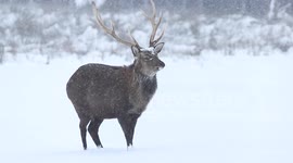 Beautiful Stags/Deer In Snow - N. Ireland - Jan 29th 2015 (video 3)