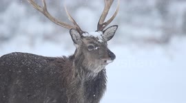 Beautiful Stags/Deer In Snow - N. Ireland - Jan 29th 2015 (video 4)