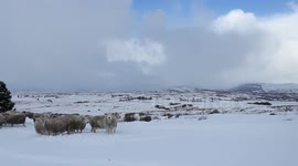 Mountain Snow Scene With Sheep - N. Ireland - Jan 29th 2015