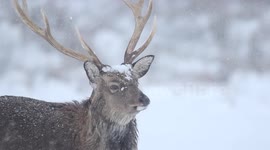 Deer in Northern Ireland snow