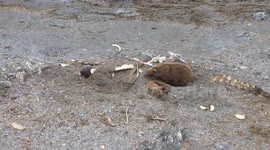 Bear attacks eagle over whale carcass in Alaska