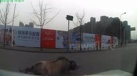 Police struggle to capture runaway bull in China