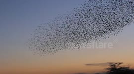 Starling murmuration creates winter spectacle over Doncaster, UK