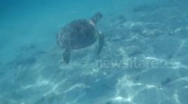 Sea turtle