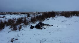dead dartmoor pony in the snow