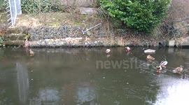 Ducks walk on frozen canal in Littleborough, UK