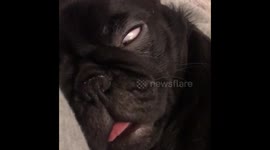 Pug puppy sleeping, spooky eyes. Cute pug.