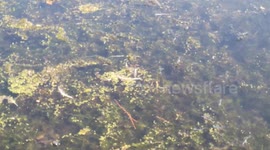 Damselflies Swarm In East London