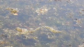 Damselflies Swarm