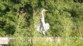 Heron Basks In The Sun