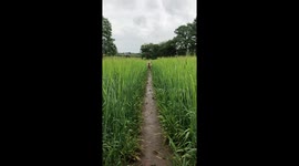 Golden Labrador running through cereal field.