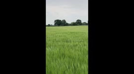 Black Dog jumping through field