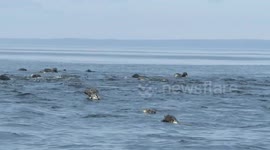 Seals sucking at social distancing