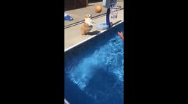 This corgi is an amazing volleyball player