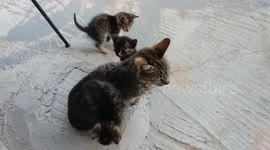 Cat with little cat