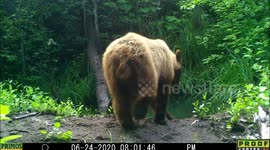 The Three Bears family
