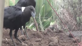 King of Corvids on Kilimanjaro - White-naped Raven, rat and mongoose on the way to the top of Africa