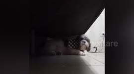 Shih Tzu hides under bed to avoid having bath