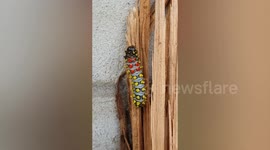 Colourful caterpillar climbs pile of firewood sticks