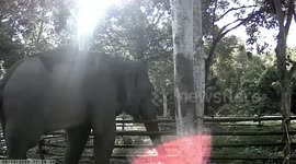 Elephant breaks down fence to free calves in Thailand