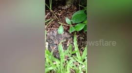 Malayan Pit Viper caught in family's garden hedge