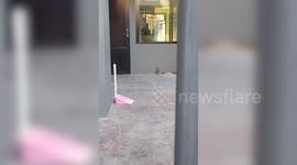 Snake attacks animal handlers when its caught in family's front yard