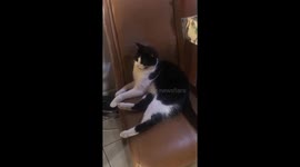 When your hispanic mom is scolding you but you're a rebel kitten