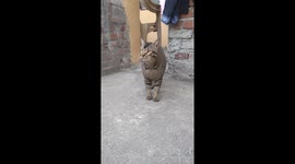 My alien cat summoning his buddies.