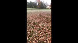 Fox trying to steal drone