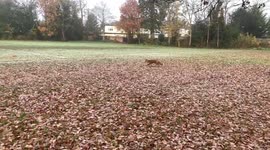 Fox trying to steal drone